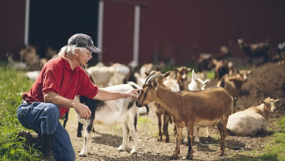 goat farm small purdue