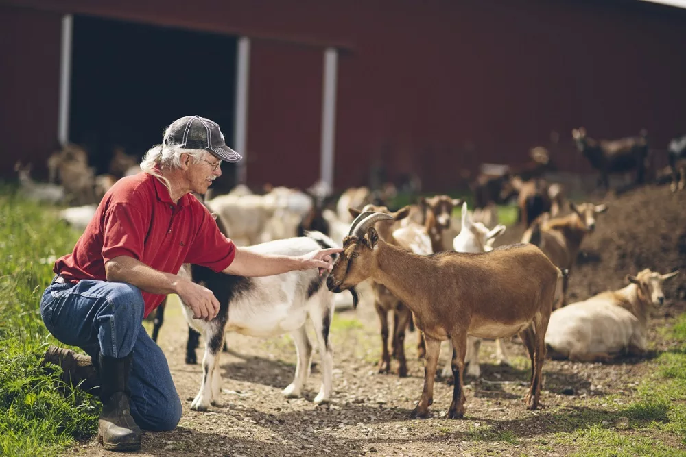 goat farm small purdue