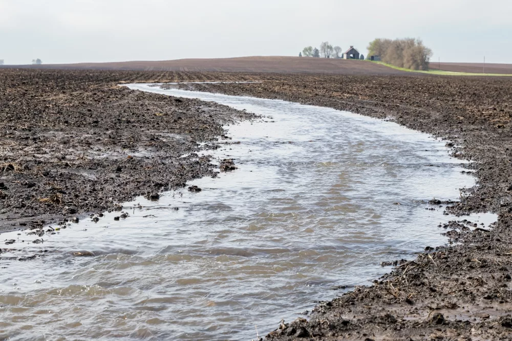 wet field