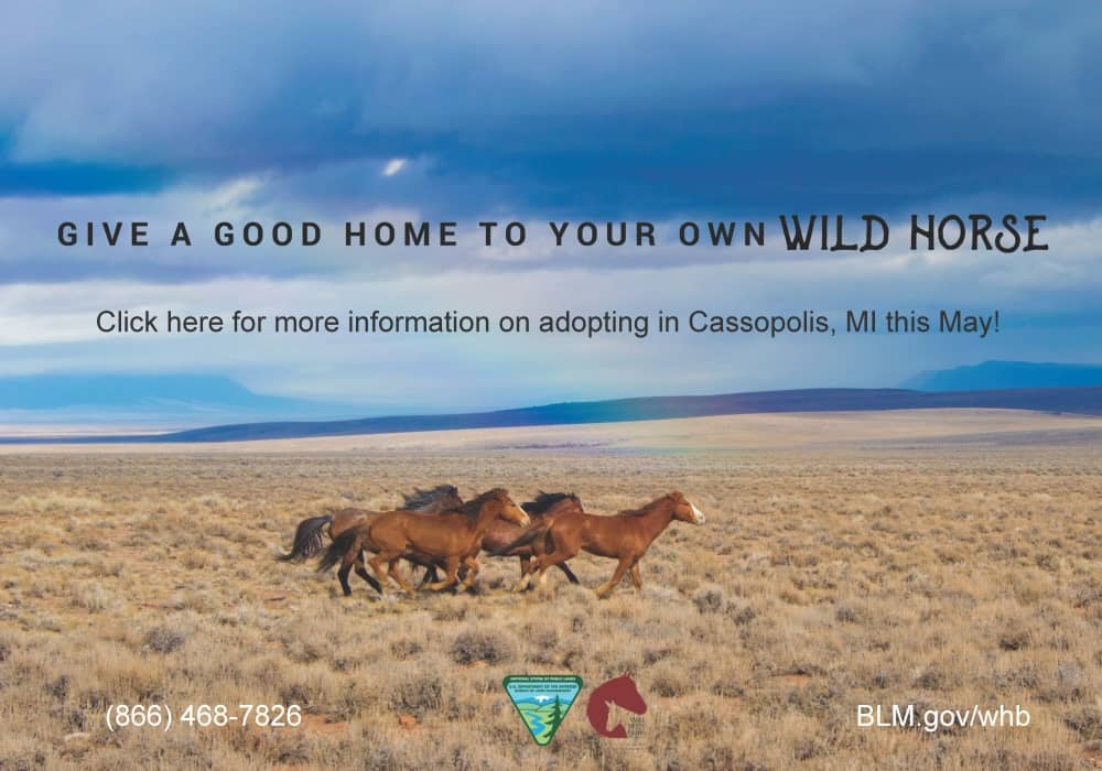 Wild-Horse-Burro-Adoption