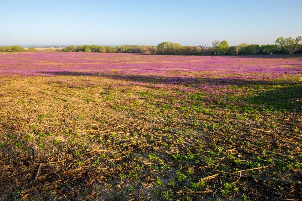 henbit purple deadnettle