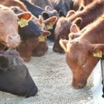 Beef and Select Fertilizers Spared as Sweeping U.S. Tariffs Begin Tuesday