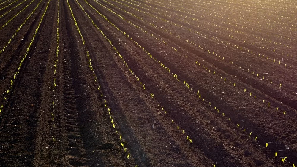 corn-planting