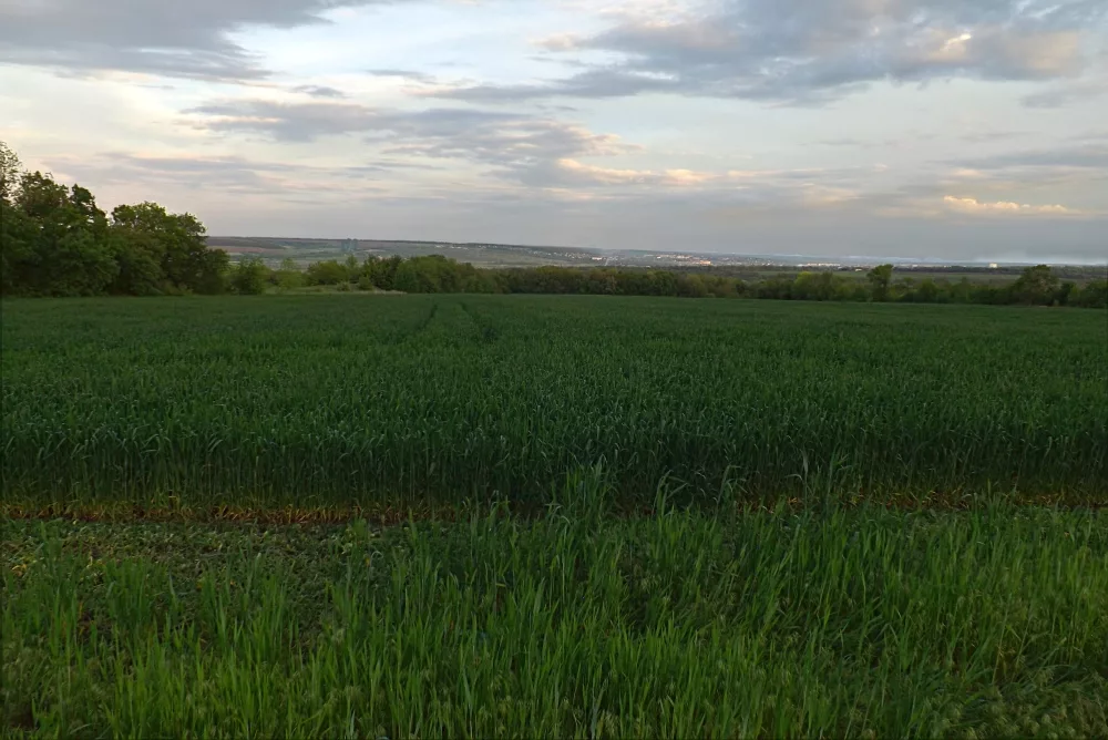 winter-wheat-in-may