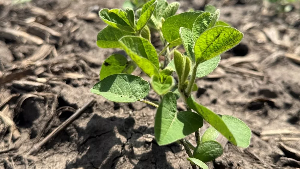 soybeans