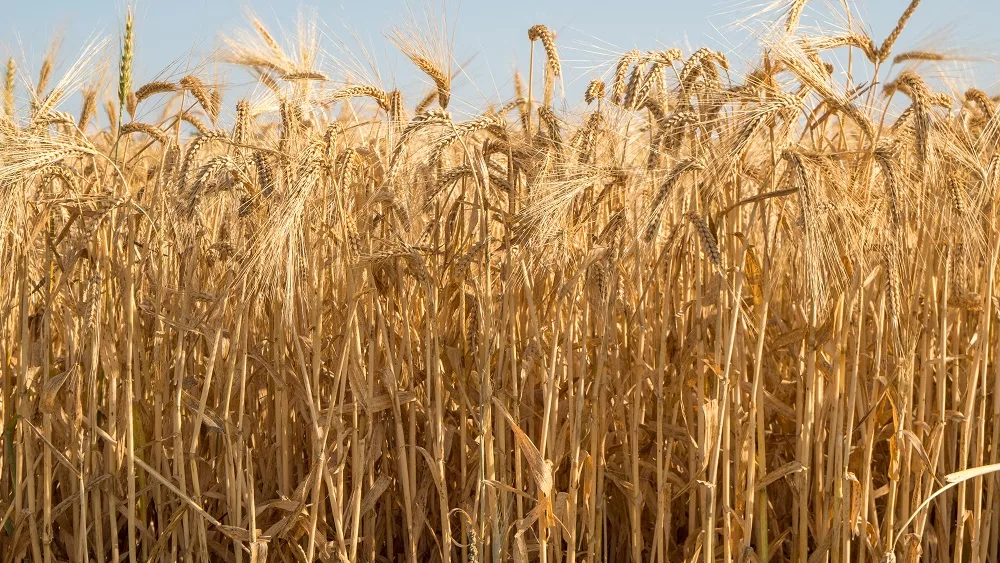 wheat harvest