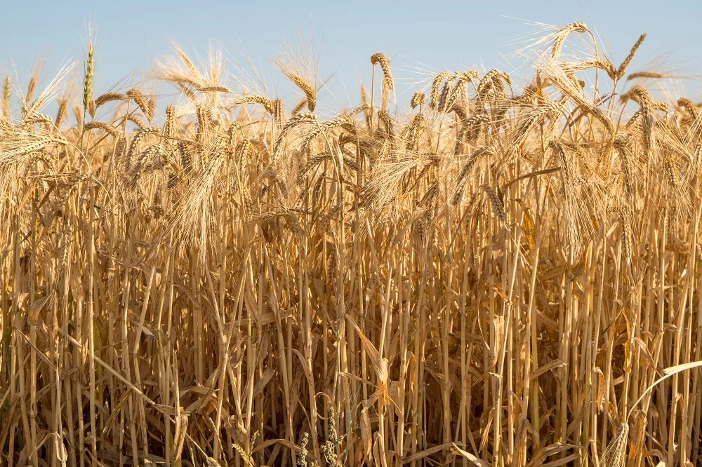 wheat harvest