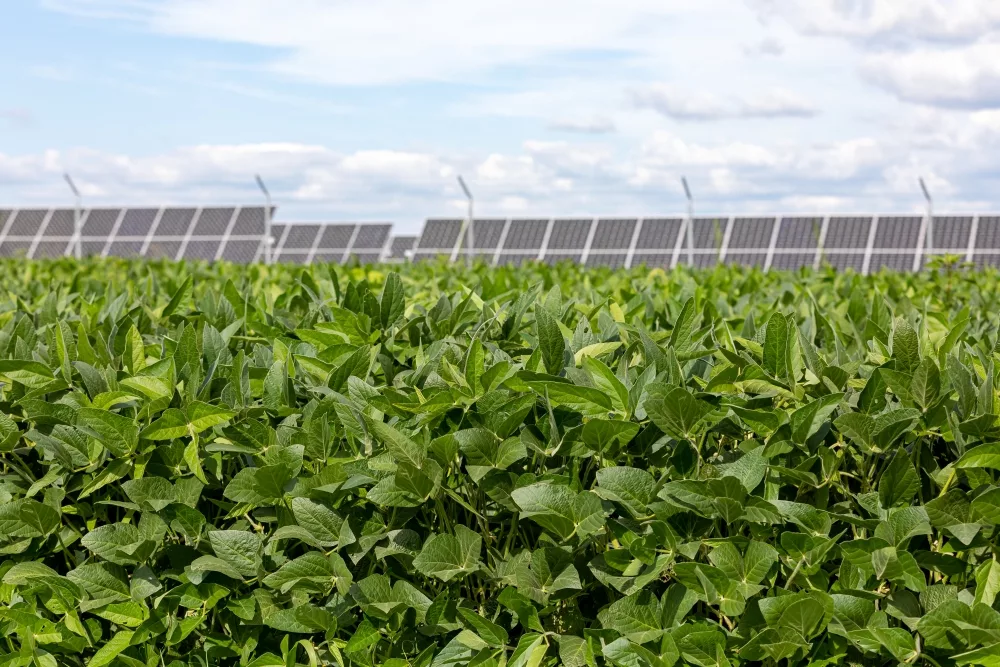 solar soybeans