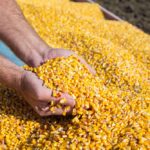 Large 2025 U.S. Corn Crop in Excellent Condition