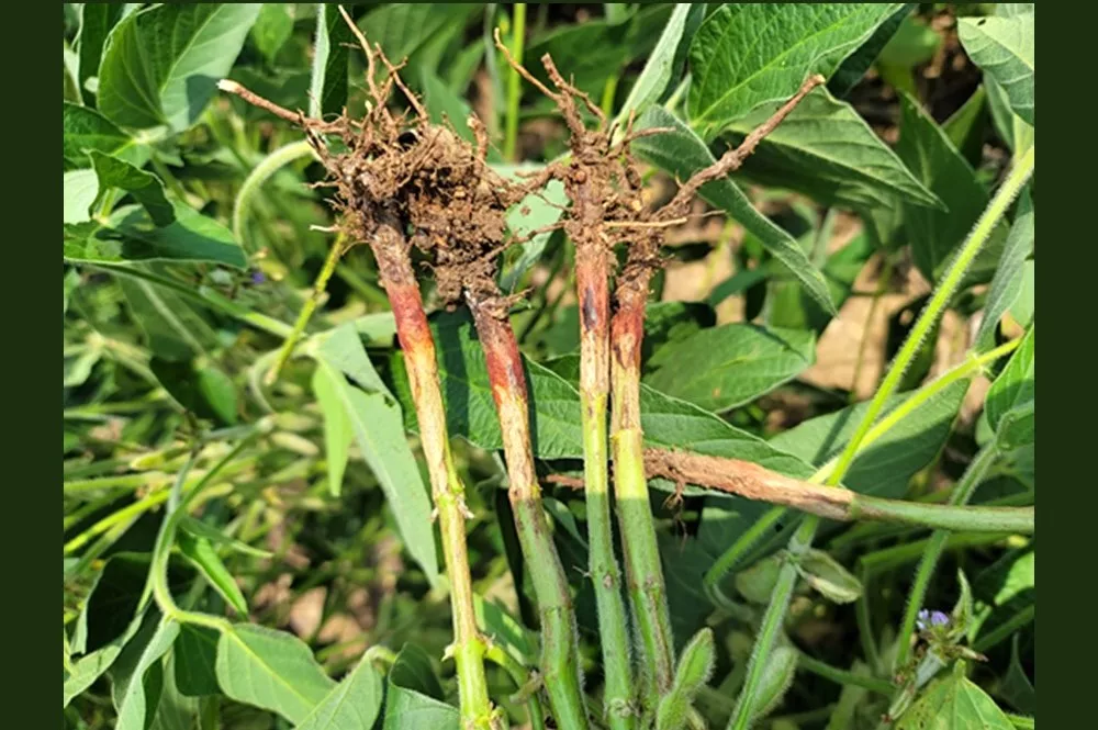 Red Crown Rot Confirmed in Five Indiana Counties, Says Purdue's Dr ...