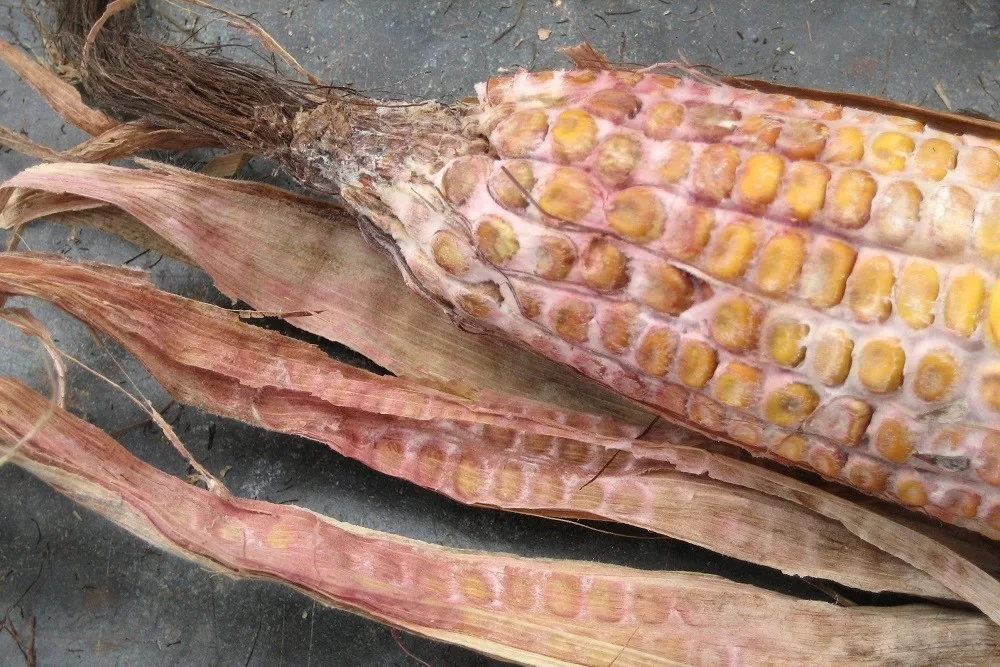 Stalk and Ear Rots: Identify Them Now to Help With Harvest Decisions ...