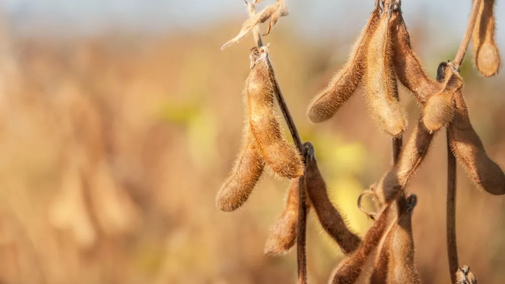 soybean-harvest-2