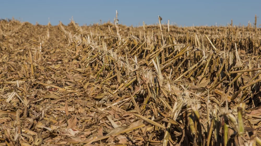 corn-after-harvest