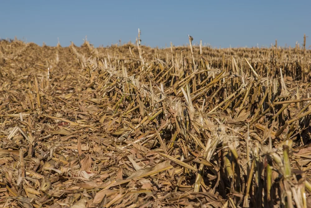 corn-after-harvest