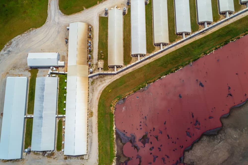 California Voters Reject Ban on 'Factory Farming' | Hoosier Ag Today