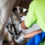 Trump Administration Expands Path for Dairy Farms to Access H-2A Workers