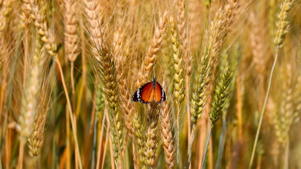 monarch-on-wheat