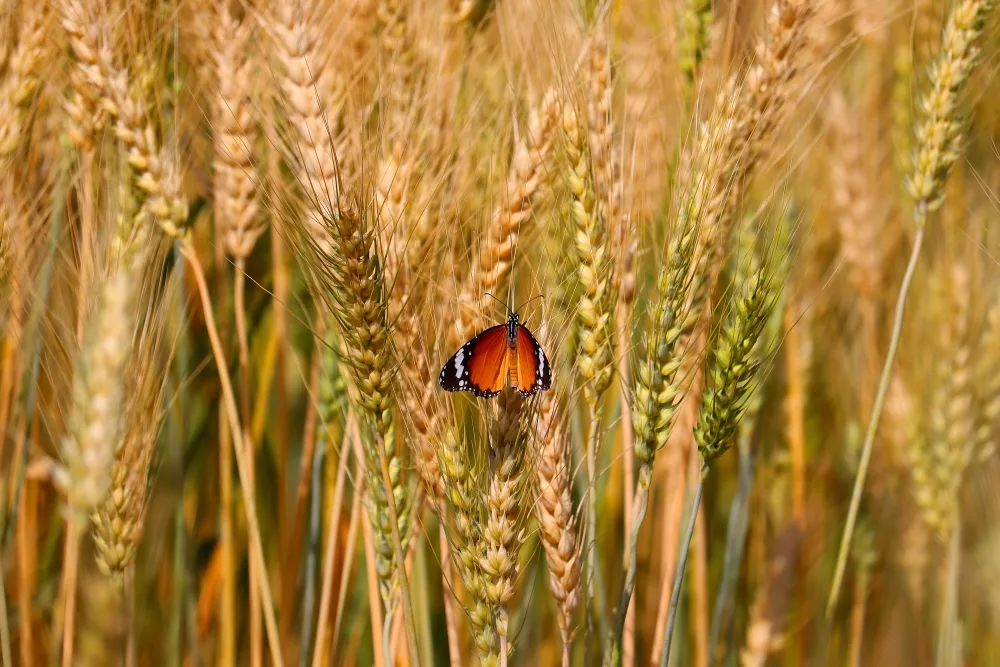 monarch-on-wheat