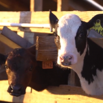 USDA Plan Clarifying H-2A Access Welcomed by Dairy Group