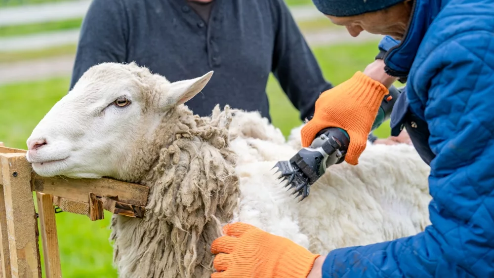 sheep shearing