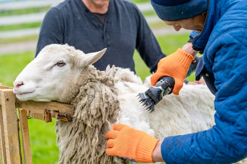 sheep shearing