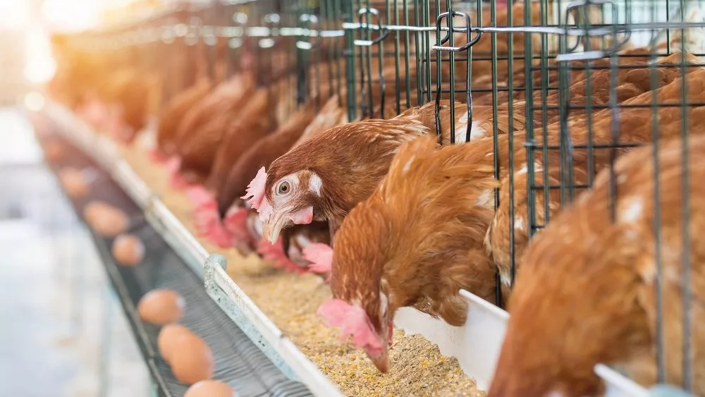 hen-chicken-eggs-and-chickens-eating-food-in-farm