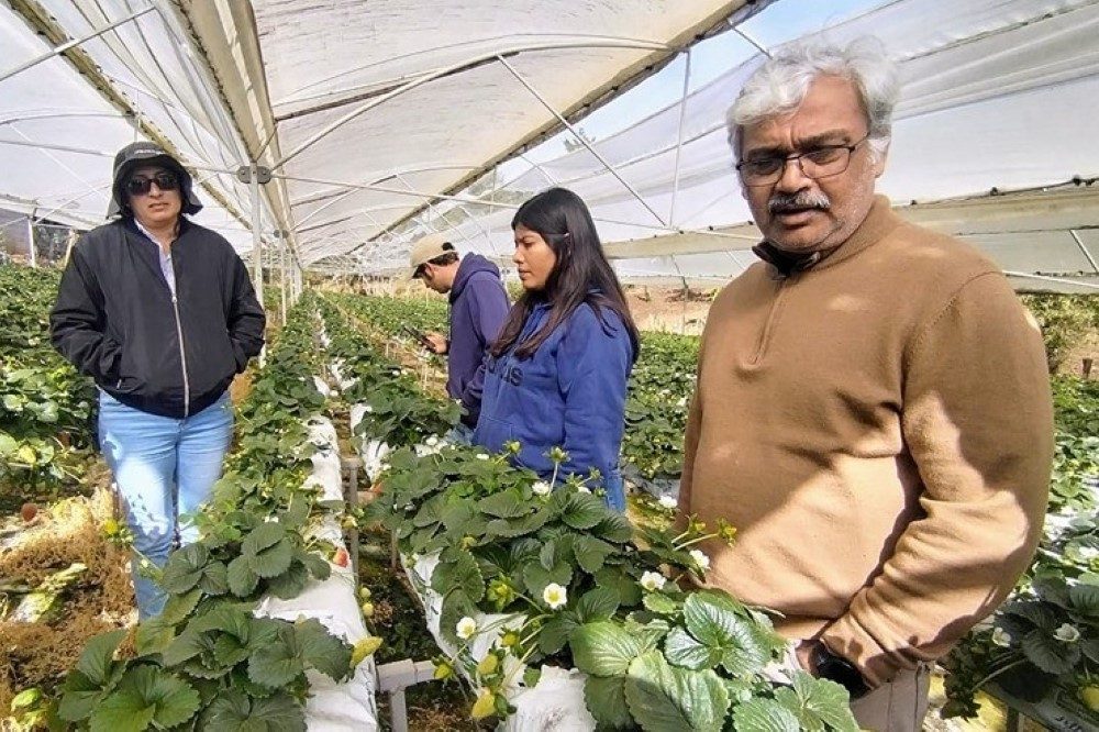 hydroponics