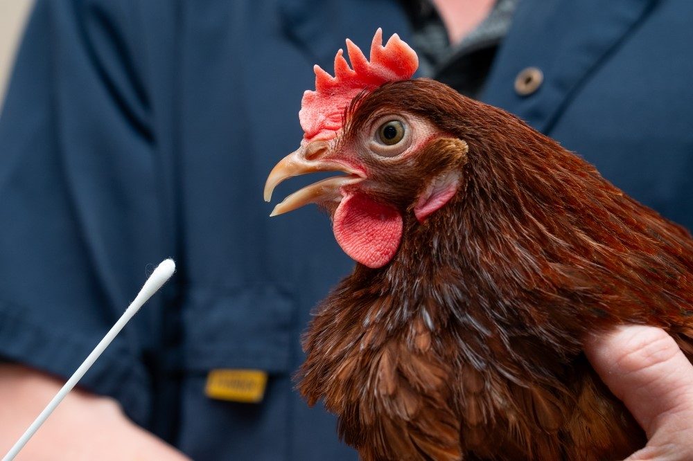 bird flu