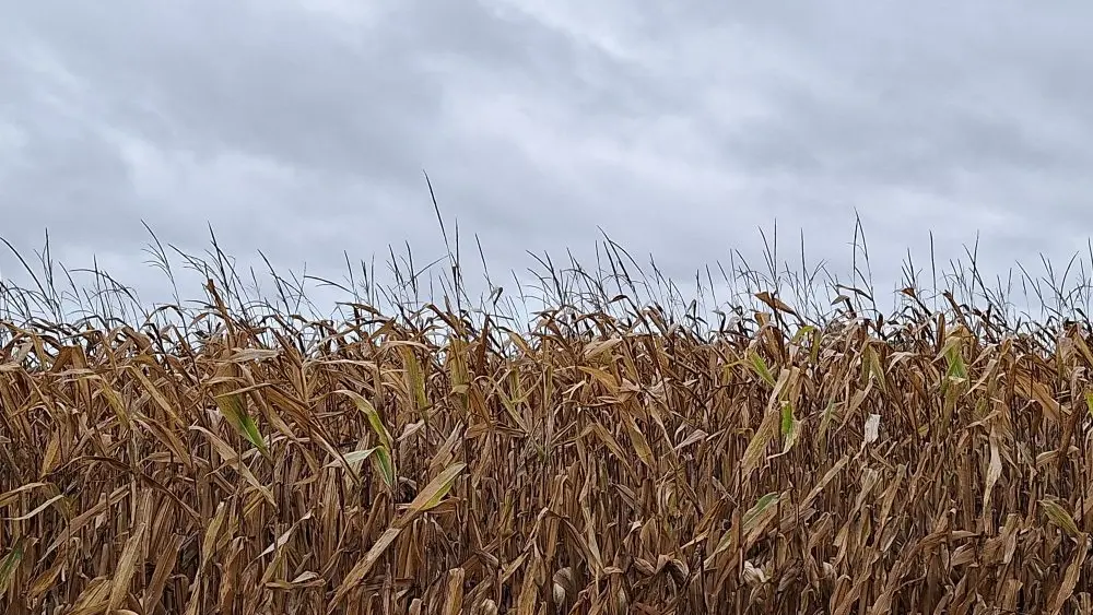 harvest-weather-cloudy