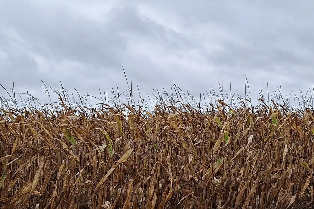 harvest-weather-cloudy