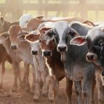 Бразилия обошла США и стала лидером по говядине