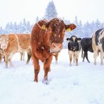 When Temps Drop, Livestock Needs Rise