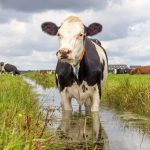 ISDA Rolls Out Revised Nutrient Reduction Strategy Focused on Cleaner Waterways