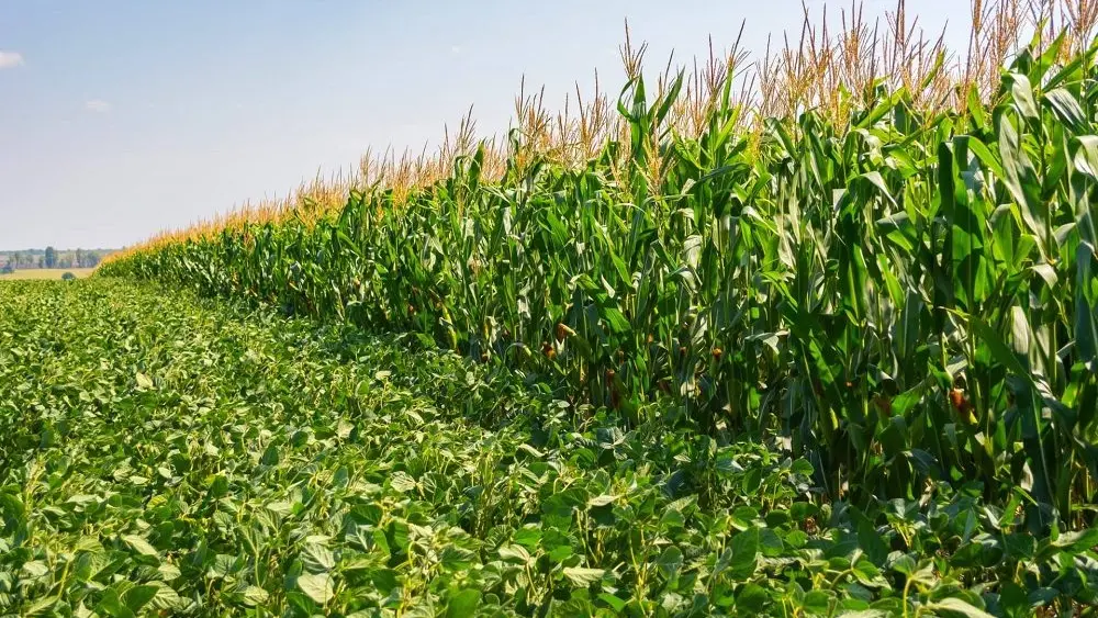 corn-soybeans-side-by-side
