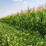 Grain Divide 2026: Record Corn & Soy vs. Drought-Stricken Wheat Sparks Price Whiplash