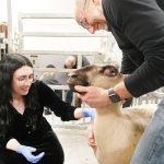 Indiana’s Sheep Industry Gets a Major Boost With New Purdue-Led Flock Exchange Program