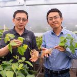 Purdue Scientists Discover Hidden Soybean Gene Switch That Could Boost Protein, Yields, and Cut Fertilizer Use