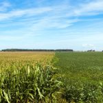 Can Indiana’s Crops Finish Strong?