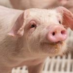 Navigating Tough Economic Times: INFB to Host Farm Business & Diversification Event