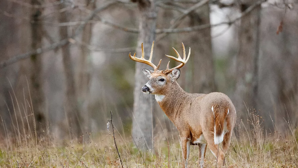 buck-deer-5-jpeg