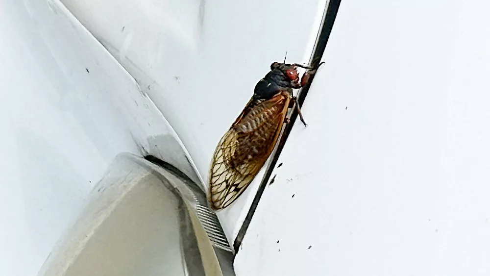 cicada-may-2024-4-jpeg