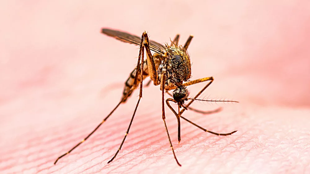 west-nile-mosquito-jpeg