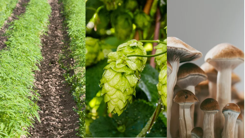 hemp-hops-shrooms-adobe-stock-photo-jpeg