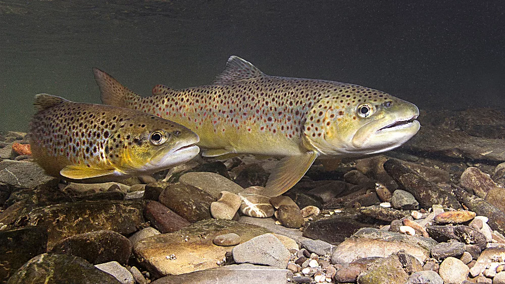 trout-2-jpeg-2