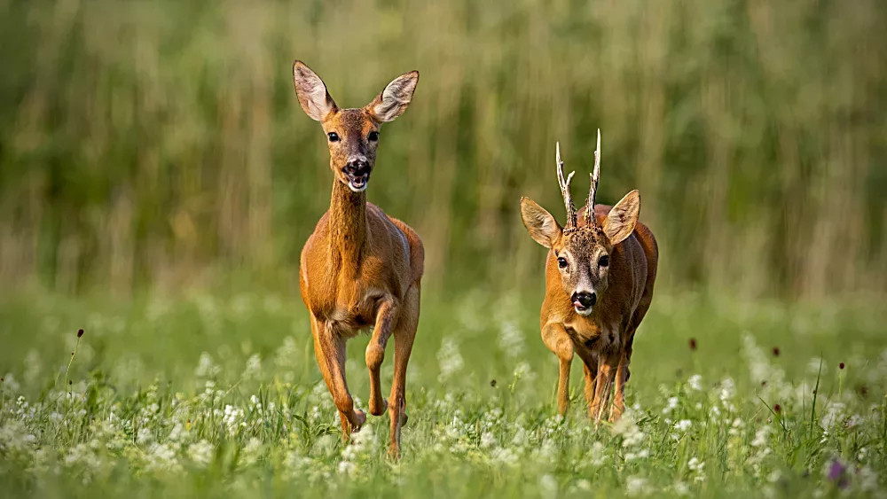 deer-jpeg-3