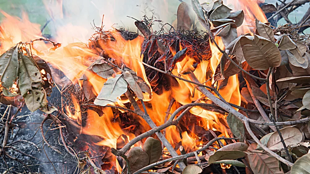 leaf-burning-3-jpeg-3