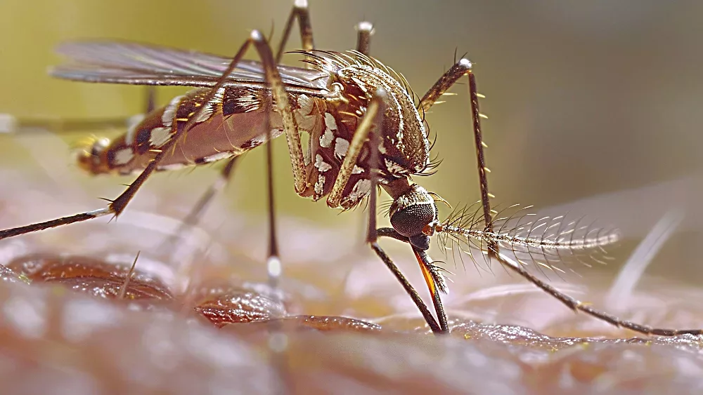 west-nile-2-jpeg-2