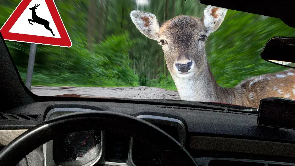 deer-car-4-jpeg
