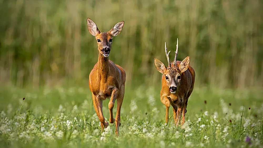 deer-jpeg-4