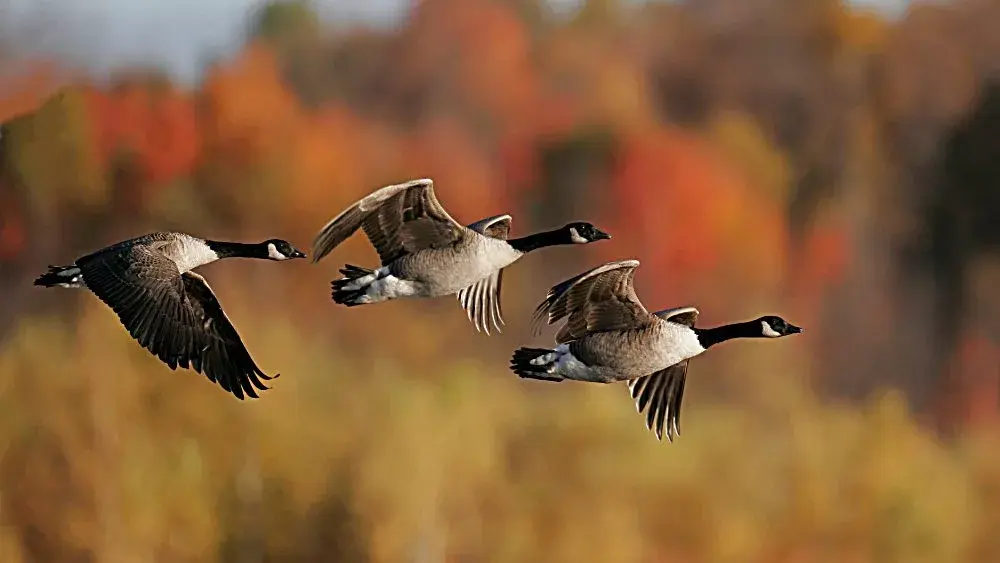 waterfowl-jpeg-2